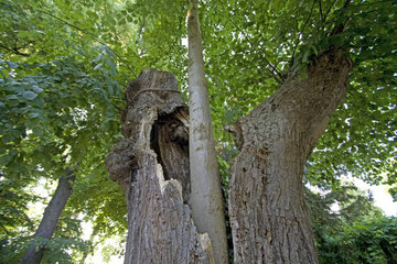 Buche waechst aus einer toten Eiche  beech and old oak