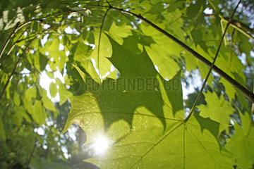 Ahornblaetter  maple leaves