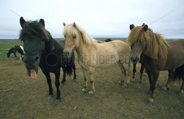 drei Pferde