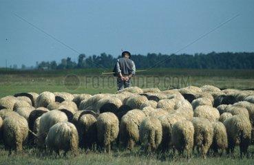Schaefer mit Schafsherde