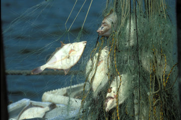 Fischernetz mit Fischen
