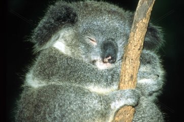 schlafender Koala