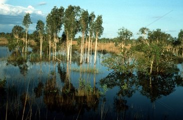 Sumpflandschaft in Nordaustralien