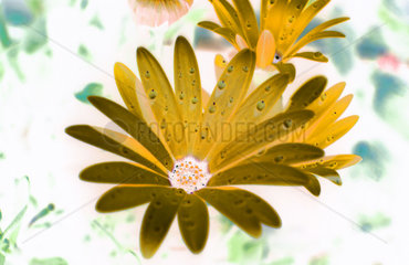 Margerite mit Wassertropfen  yellow blossom with waterperls