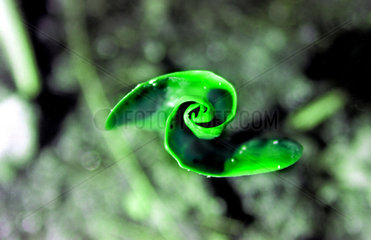 junges Blatt  leaf spiral