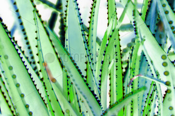 Aloe  Aloe vera
