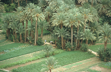Feld mit Palmen