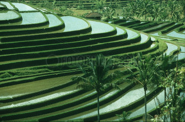 treppenartig angelegte Reisfelder  Bali Indonesien