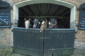 vier Pferde schauen aus einem Stall