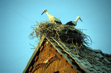 Stoerche in Storchennest auf Hausdach