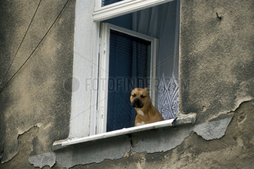 Hund guckt aus Fenster