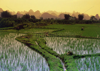 China: Reisfelder