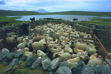 Schottland : Schafe