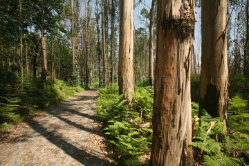 Wald entlang des Jakobsweg - Camino de Santiago