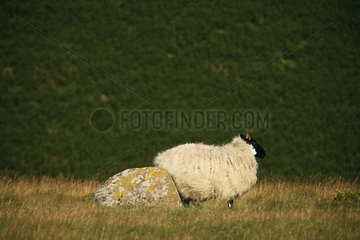 GB Dartmoor NP - Schafe