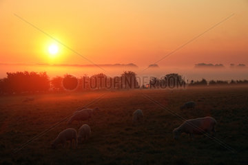 GB Stonehenge - Schafe im Sonnenschein