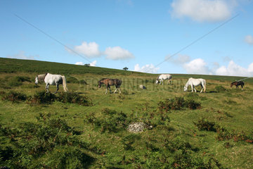GB Dartmoor NP - Pferde