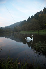 Frankreich  Schwan im See  der zum Dorf Graufthal im Zinseltal im Regionalen Naturpark Nordvogesen
