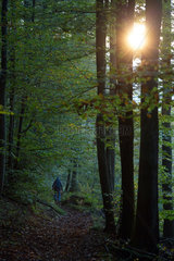 Frankreich  Wanderin im Wald im Regionalen Naturpark Nordvogesen  Elsass