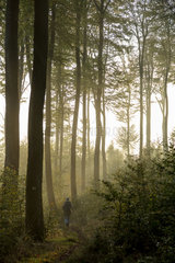 Frankreich  Wanderin im Wald im Regionalen Naturpark Nordvogesen  Elsass