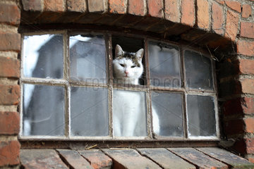 Prangendorf  eine Katze schaut aus einem Fenster