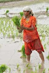 Larkana  Pakistan  Reisbaeuerin beim Pflanzen von Reis