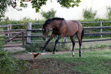 Ingelheim  Deutschland  Pferd greift ein Huhn an