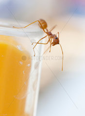 Ko Lanta  Thailand  eine Ameise sitzt auf einer Flasche mit Sonnenmilch