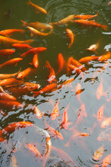 Shanghai  Goldfische im Yu Garten