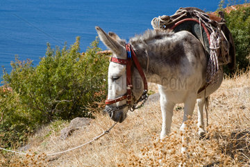 Molivos  Griechenland  Esel wartet auf Touristen