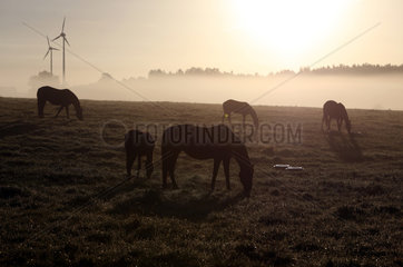 Goerlsdorf  Deutschland  Silhouetten von Pferden im Nebel auf der Weide