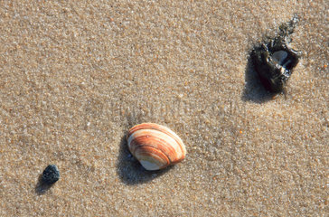 Sylt  Muschel im Sand