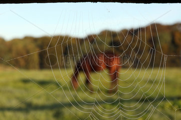 Goerlsdorf  Deutschland  Spinnennetz an einem Koppelzaun