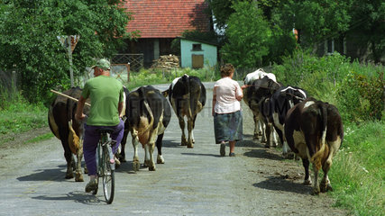 Bauer treibt seine Kuehe nach Hause  Polen