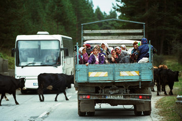 Frauen auf einem Pritschenwagen  der von einer Kuhherde blockierd wird  Bulgarien