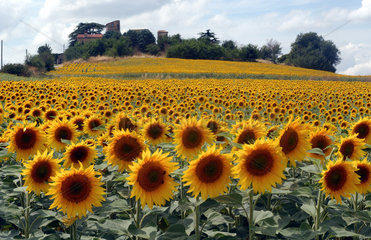 Sonnenblumenfeld in Suedfrankreich