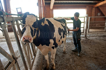 Trebel  Deutschland  Rinderscheren auf dem Bauernhof der Familie Hintze
