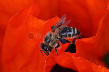 Briescht  Deutschland  Honigbiene sitzt auf einer Mohnbluete