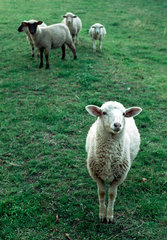 Colno  junge Schafe auf der Weide