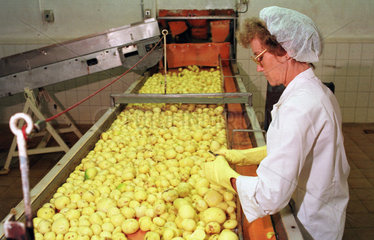 Aussortieren von schadhaften Kartoffeln  Hagenow  Deutschland