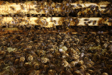 Berlin  Deutschland  Honigbienen auf einer Wabe