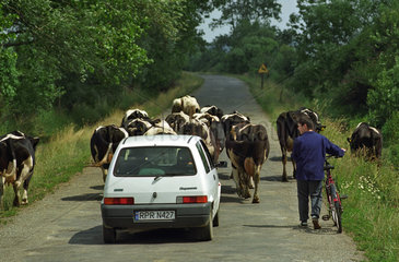 Autofahrer faehrt hinter einer Kuhherde  Polen