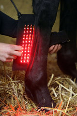 Neuenhagen  Deutschland  Magnetfeld Licht-Therapiegeraet wird am Bein eines Pferdes angelegt