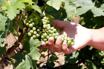 Vierlade  Frankreich  Weintrauben in einer Hand