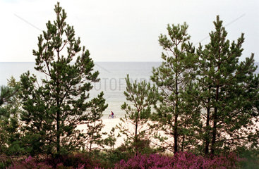 Blick durch Kiefern zur Ostsee  Leba  Polen