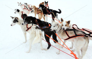 Saelen  Schweden  eingespannte Siberian Huskies