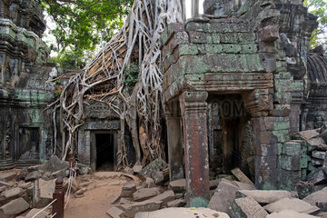 Angkor  Kambodscha  Ta Prohm Tempel