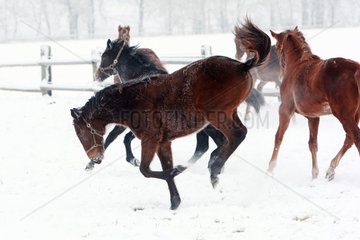 Graditz  Deutschland  Pferde im Winter auf der Koppel