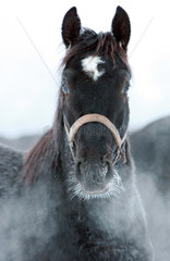 Graditz  Deutschland  Pferd im Winter im Portrait
