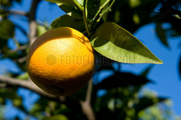 Maragota  Portugal  Orange am Baum